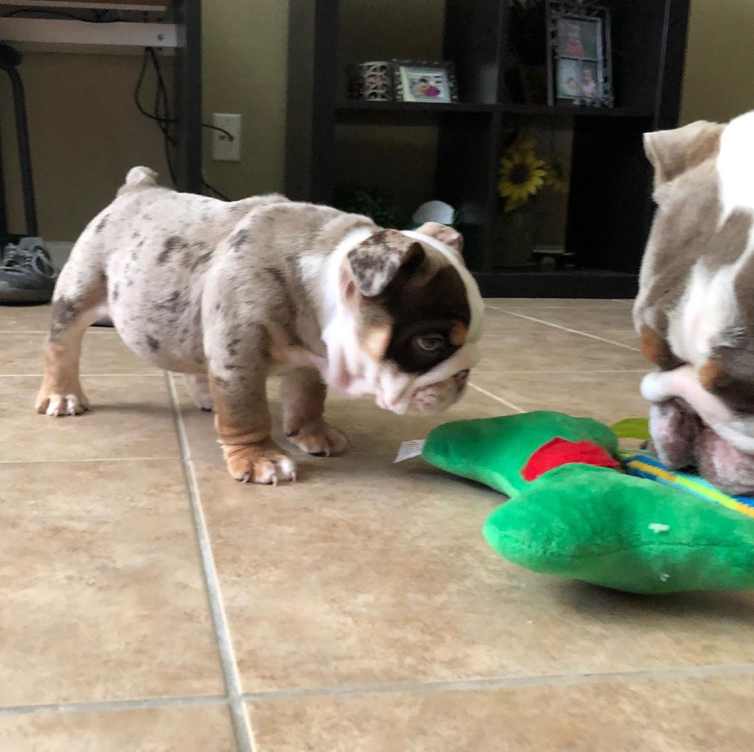 Bianca, weiblicher Englische Bulldogge Welpe